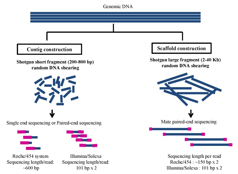Metagenomic WGS