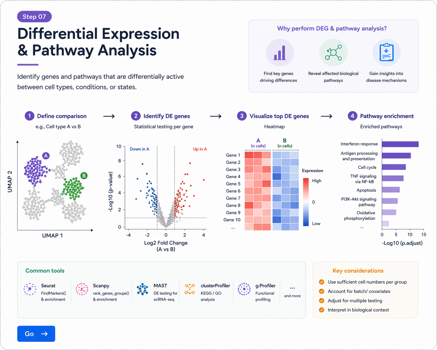 DEG and Pathway Analysis