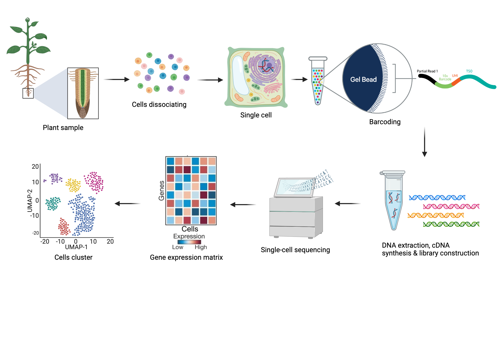 Single-cell RNA-seq